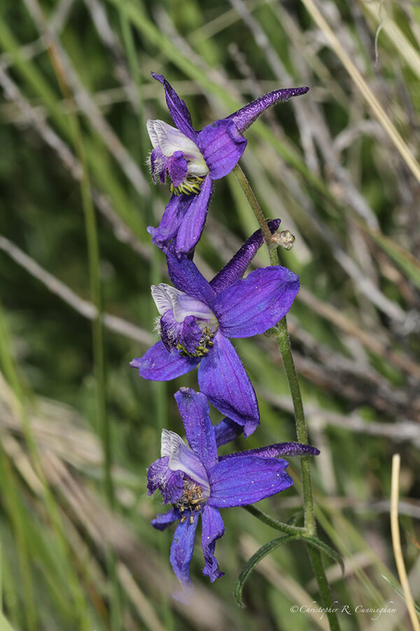 Nelson's Larkspur Delphiniium sp.). Upper Beaver Meadows, Rocky Mountains National Park, Colorado