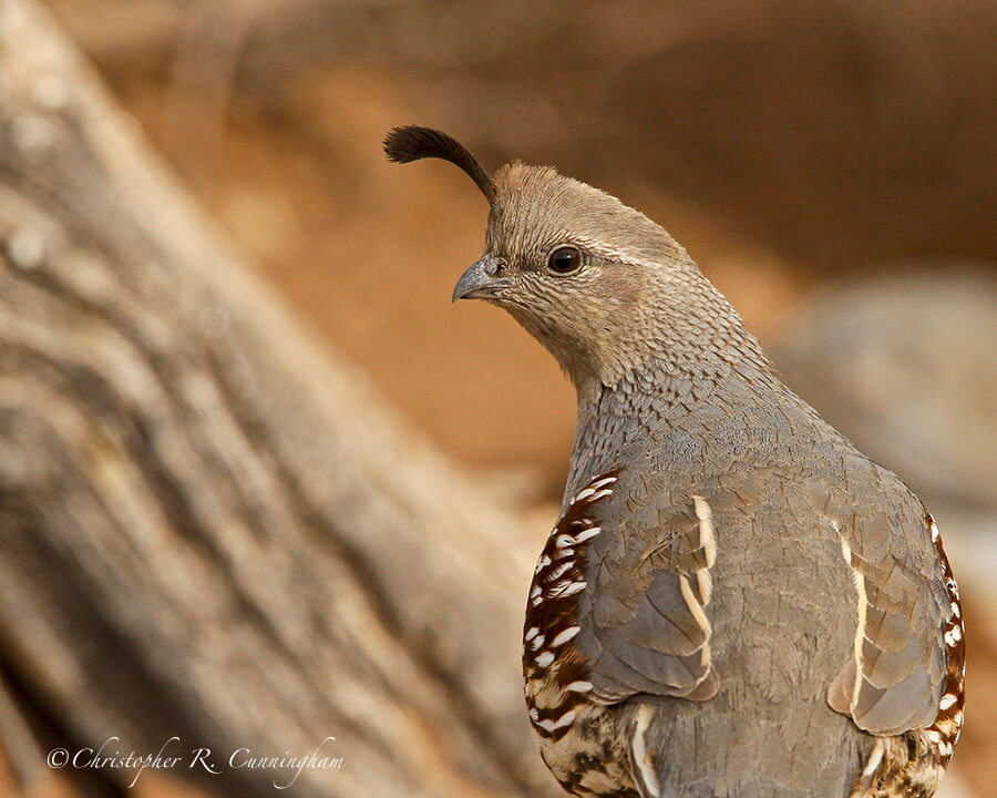 Female Gambel's Quail, Franklin Mountains State Park, West Texas