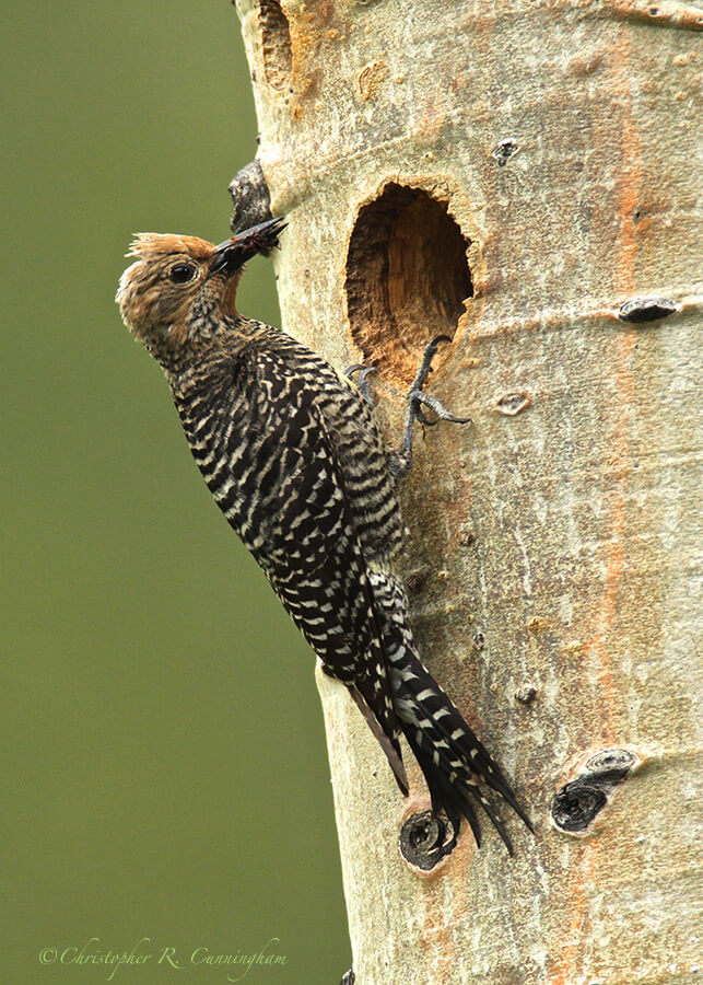 Female Williamson's Sapsucker at Nest Cavity, Upper Beaver Meadows, Rocky Mountain NP, Colorado