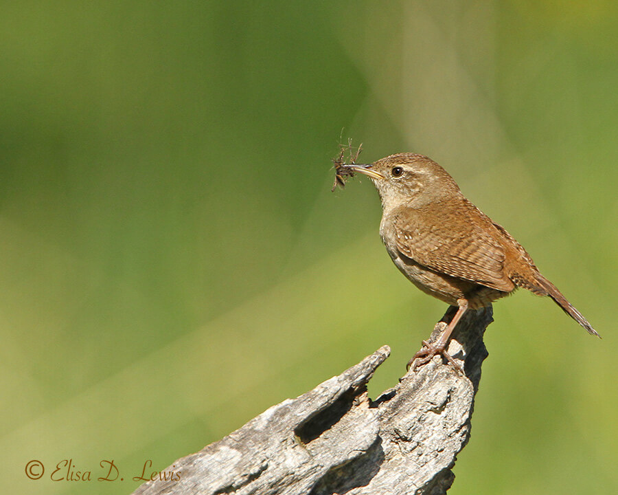 House Wren with crane flies