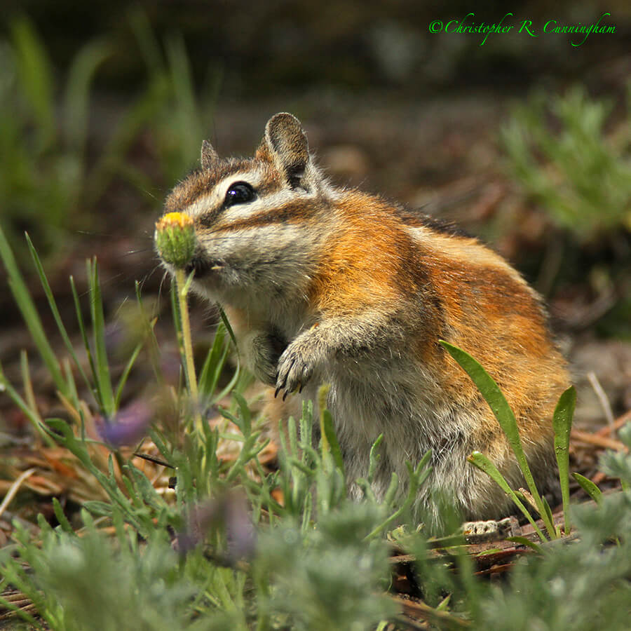 Summer 2015: A Least Chipmunk takes time out to smell the wildflowers. Upper Beaver Meadows, Rocky Mountain National Park, Colorado. Canon EOS 7D/600mm f/4L IS (+1.4x TC).Natural light.