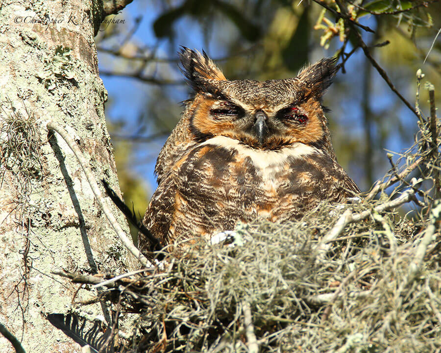 Great Horned Owl with Parasites, 40-Acre Lake, Brazos bend State Park, Texas