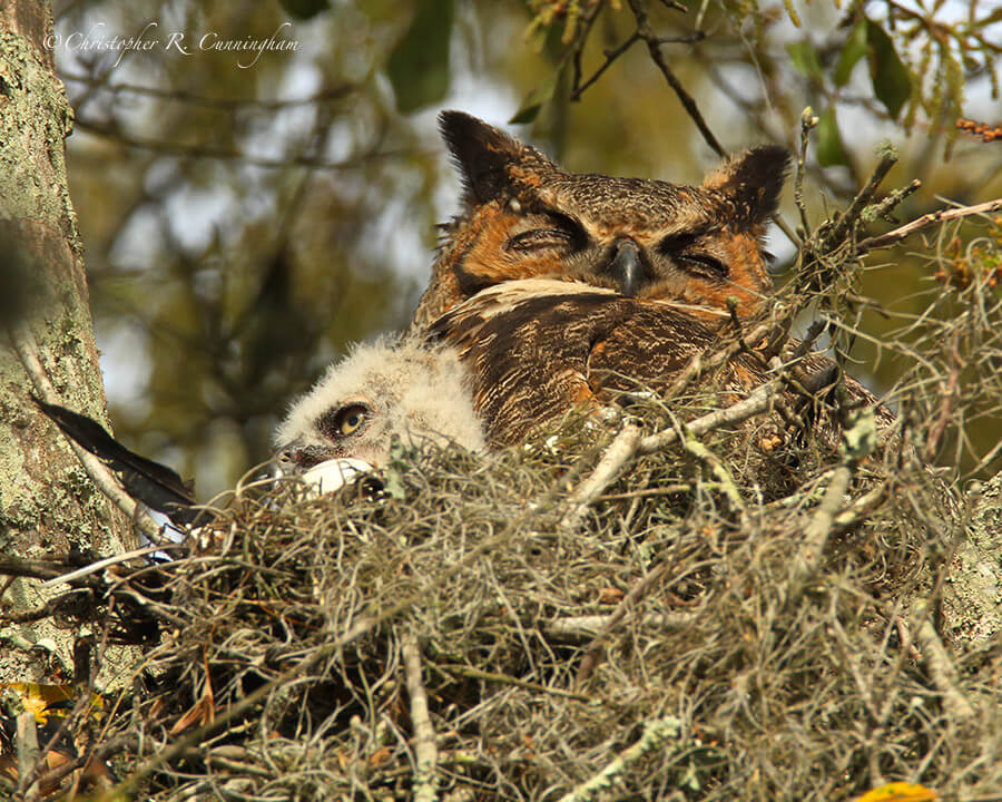 Great Horned Owl, 40-Acre Lake, Brazos Bend State Park, Texas