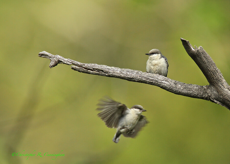 Pygmy Nuthatches, Upper Beaver Meadows, Rocky Mountain National Park, Colorado