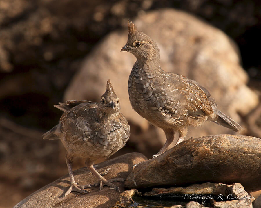 Young Scaled Quail Pair, Franklin Mountains State Park, West Texas