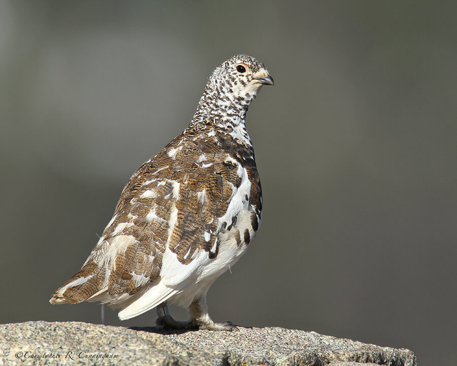 White-tailed Ptarmigan, Medicine Bow Curve, Rocky Mountain National Park, Colorado