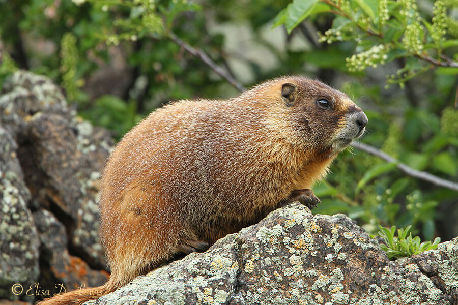 Mornin' Jim. A Yellow-bellied Marmot scrutinizes early morning hikers along the Upper Beaver Meadows Trail, Rocky Mountain Park, CO.