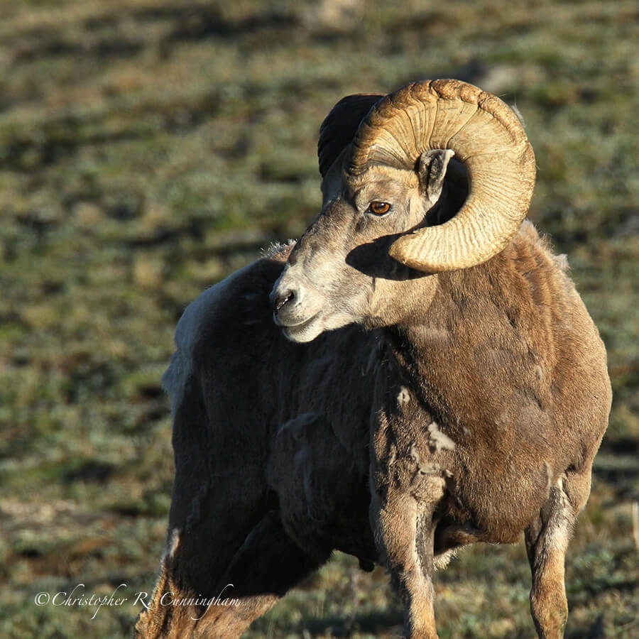 Bighorn Ram, Rocky Mountain National Park, Colorado