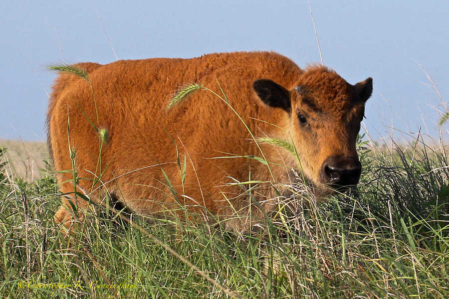 American Bison Calf, Oklahoma