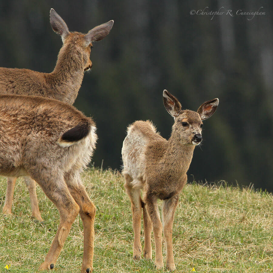 Black-tailed Deer fawn, Hurricane Ridge, Olympic National Park, Washington