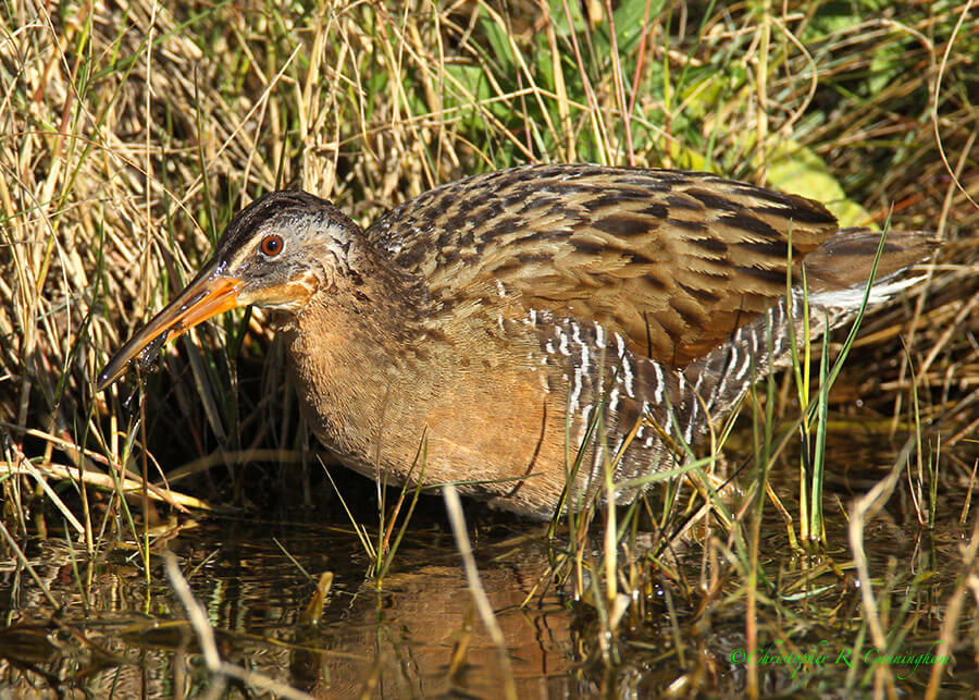 Clapper Rail with Planarian (flatworm), Anuhuac National Wildlife Refuge, Texas