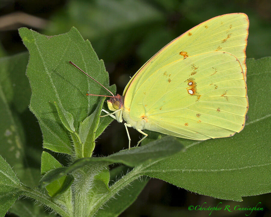 Cloudless Sulphur, Prairie Trail, Brazos Bend State Park, Texas