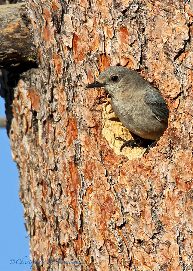 Female Mountain Bluebird in Nest Cavity, Upper Beaver Meadows, Rocky Mountain National Park, Colorado