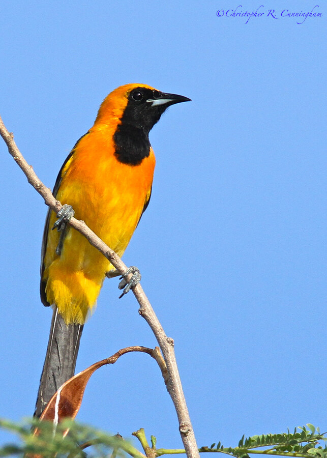 Hooded Oriole, Casa Santa Ana, Rio Grande Valley, South Texas