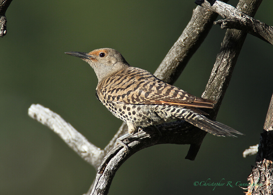 Northern Flicker (Red-shafted), MacGregor Mountain Lodge, Colorado