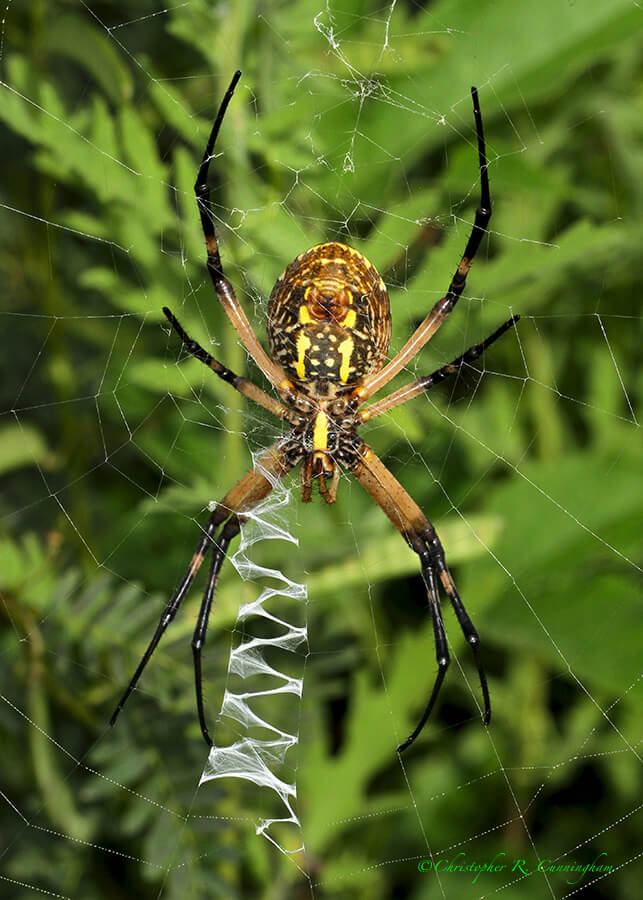 Orb-weaver, Prairie Trail, Brazos Bend State Park, Texas