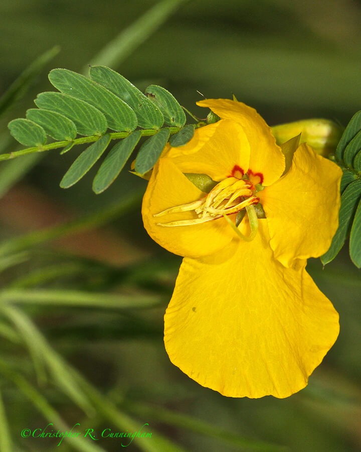 Partridge-pea, Prairie Trail, Brazos Bend State Park, Texas