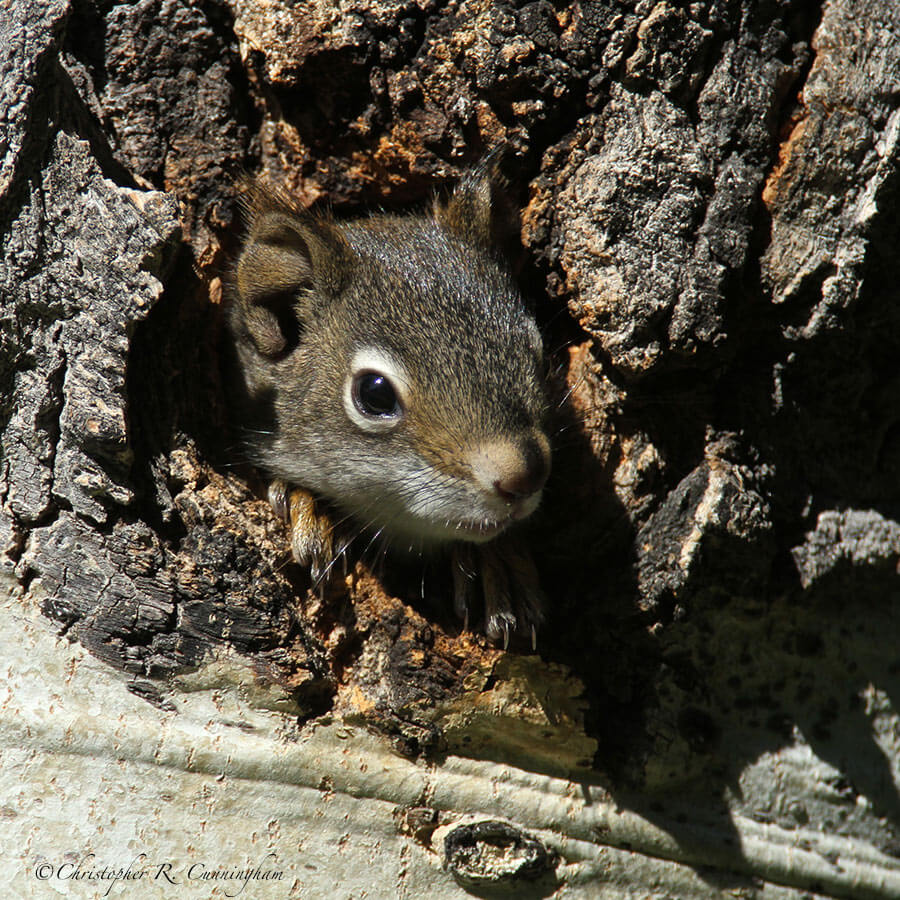 Pine Squirrel in Cavity, MacGregor Mountain Lodge, Colorado
