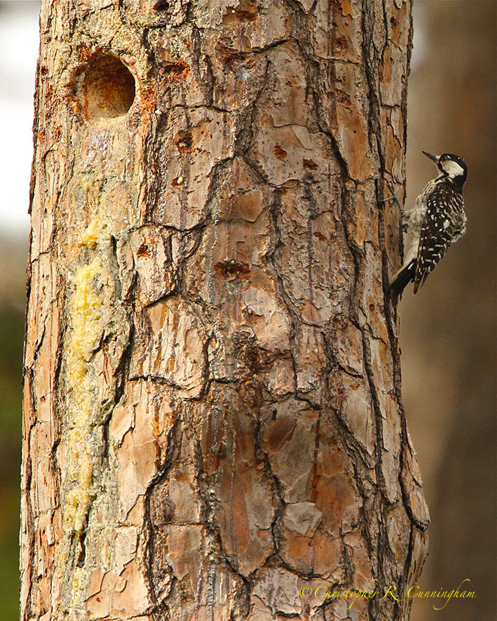 Red-cockaded Woodpecker near cavity nest. Jones Forest, Texas
