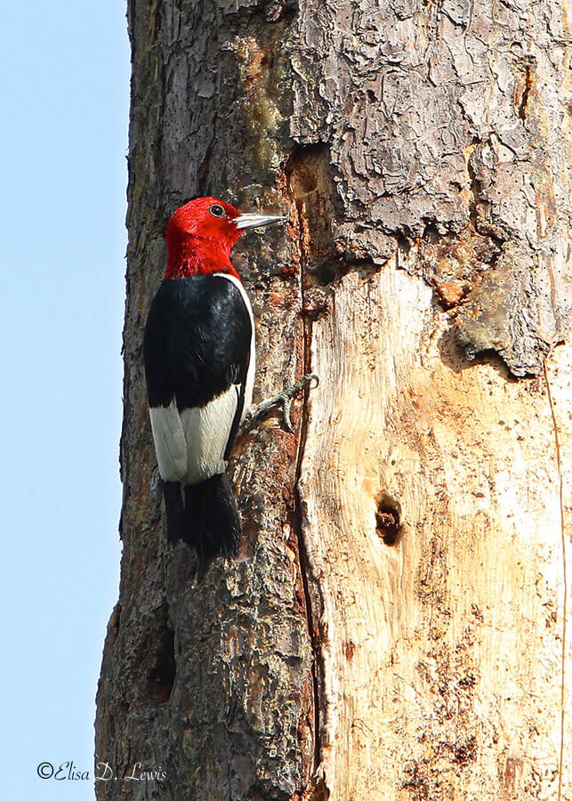 Red-headed Woodepecker, Jones State Forest, Texas