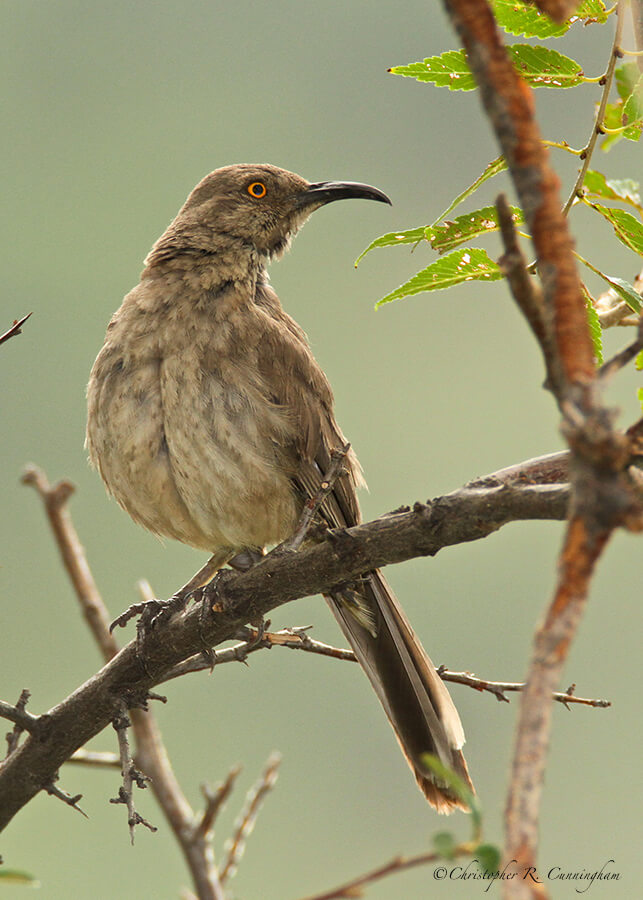 Curve-billed Thrasher, Cave Creek Ranch, Portal, Arizona