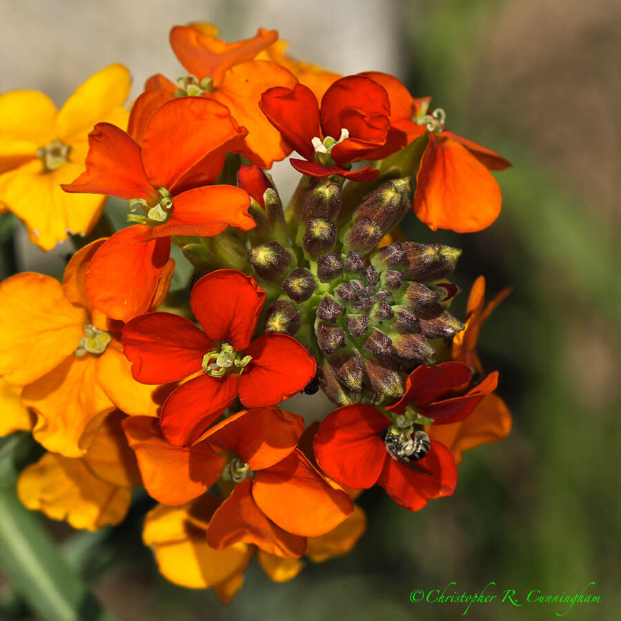 Western Wallflower, Rocky Mountain National Park, Colorado