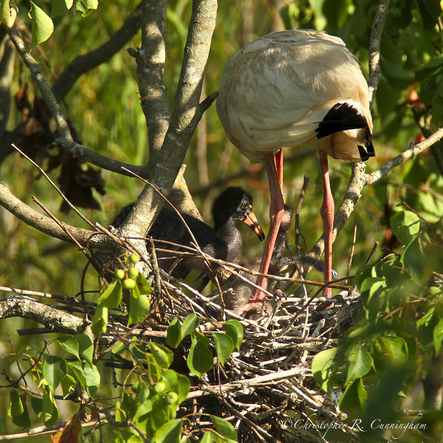 White Ibis Nest with Nestlings, Pilant Lake, Brazos Bend State Park, Texas