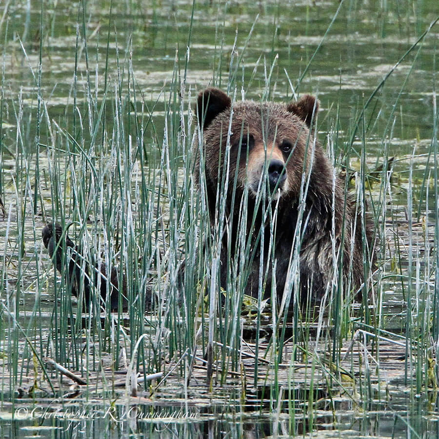 Bathing Bear, Lamar Valley, Yellowstone National Park, Wyoming