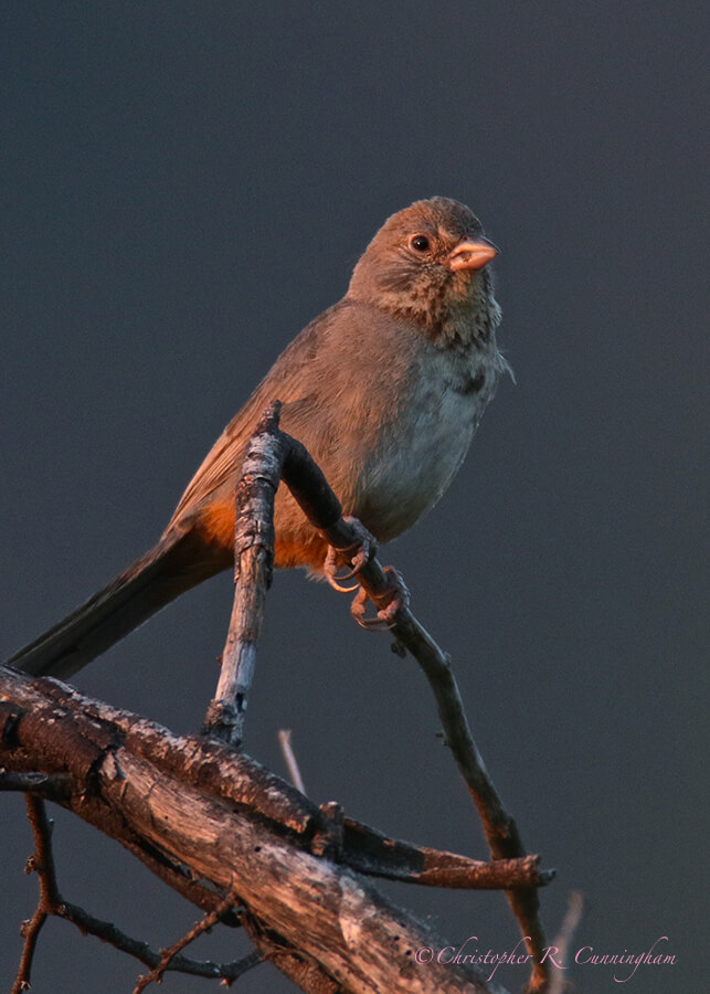 Canyon Towhee at Dusk, Basin, Big Bend National Park, Texas