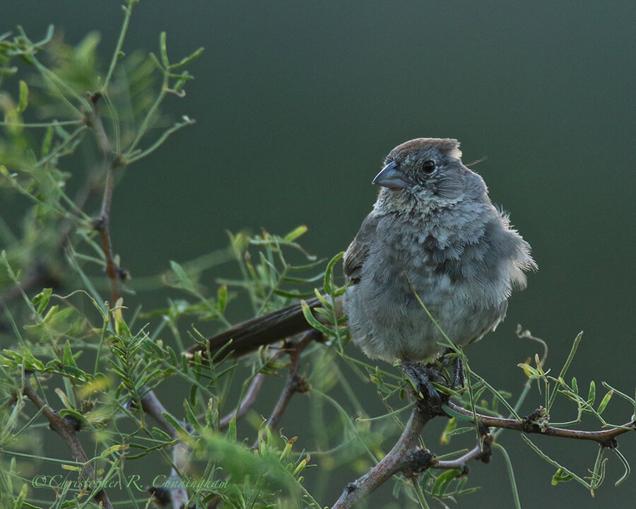 Canyon Towhee at Dawn, Basin, Big Bend National Park, Texas