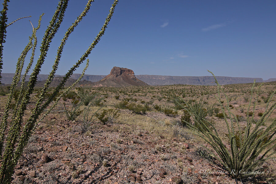 Chihuahuan Desert, Big Bend National Park, Texas