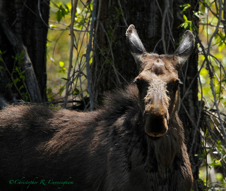Female Moose, Grande Teton National Park, Wyoming