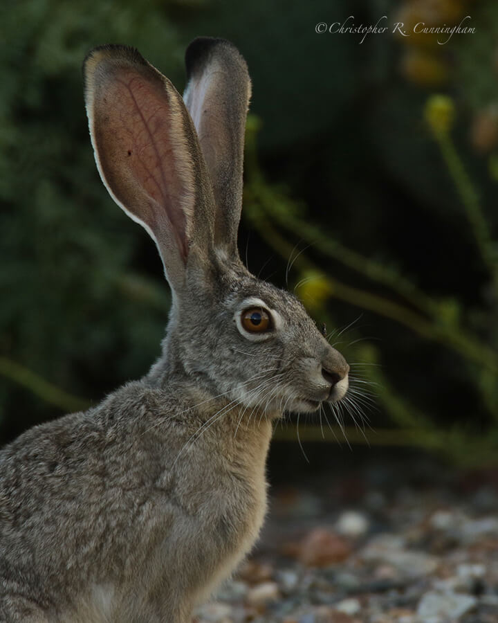 Jackrabbit, Dugout Wells, Big Bend National Park, Texas