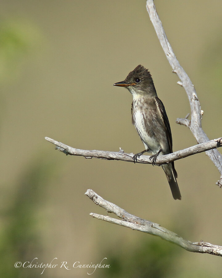 Olive-sided Flycatcher, Sam Nail Ranch, Big Bend National Park, Texas