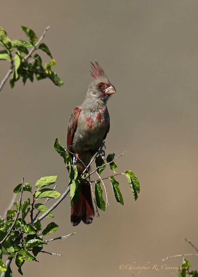 Pyrrhuloxia, Sam Nail Ranch, Big Bend National Park, Texas