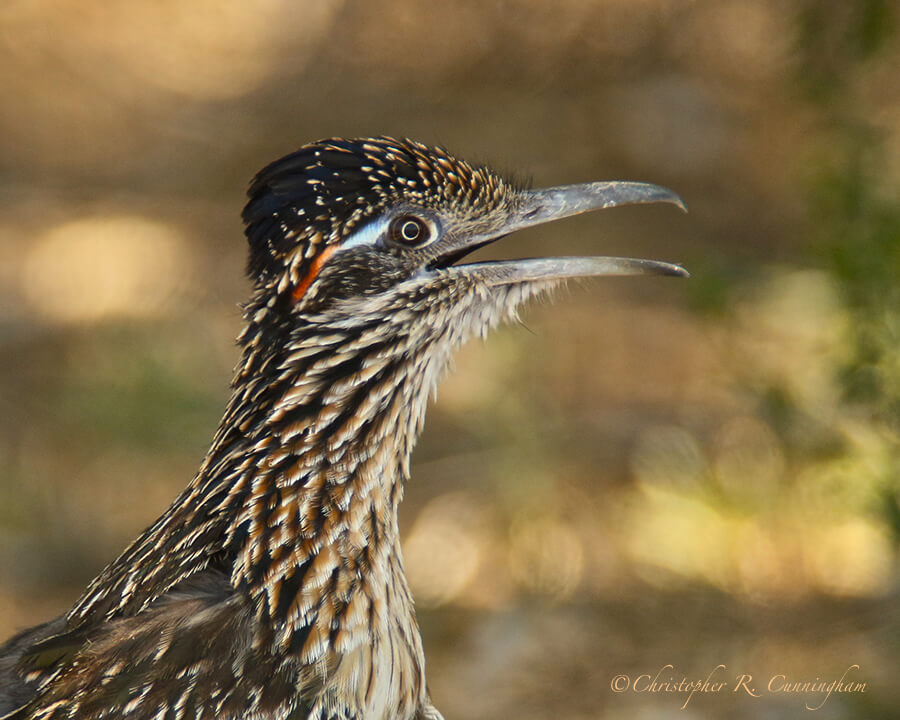 Roadrunner Portrait, Rio Grande Village, Big Bend National Park, Texas