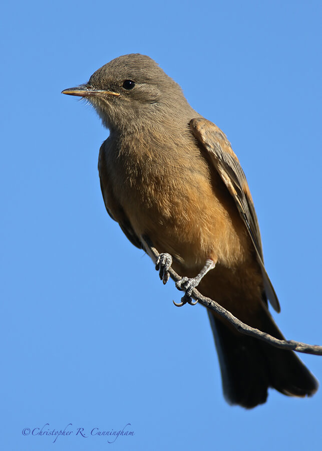 Say's Phoebe, Basin, Big Bend National Park, Texas