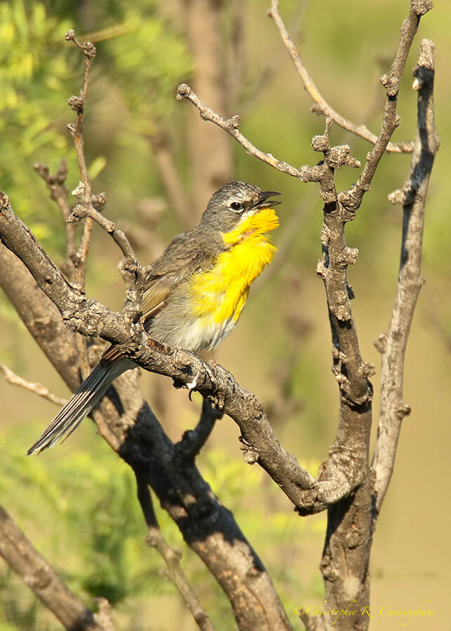 Singing Yellow-breasted Chat, Sam Nail Ranch, Big Bend National Park, Texas