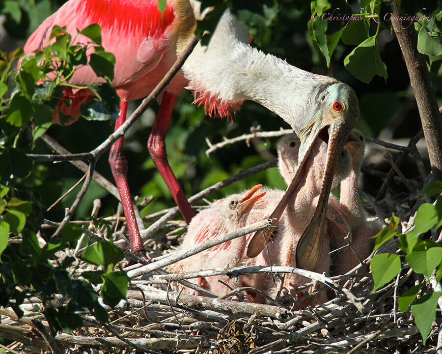 Spoonbill Nest with Nestlings, Smith Oaks Rookery, High Island, Texas