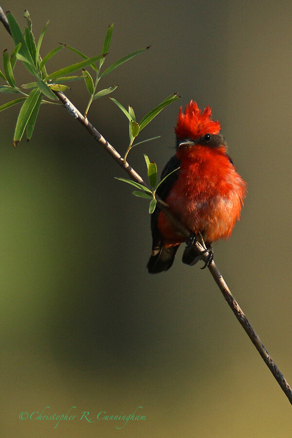 Male Vermilion Flycatcher, Rio Grande Village, Big Bend National Park, Texas