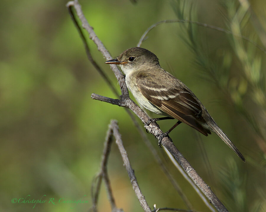 Western Wood-Pewee, Sam Nail Ranch, Big Bend National Park, Texas