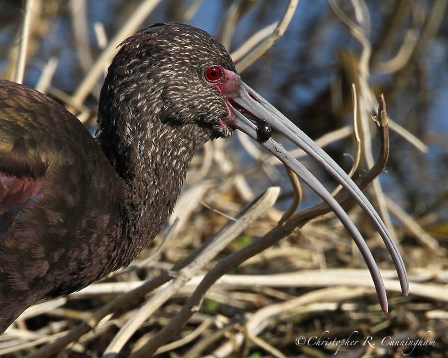 White-faced Ibis with Predaceous Diving Beetle, Pilant Lake, Brazos Bend State Park, Texas