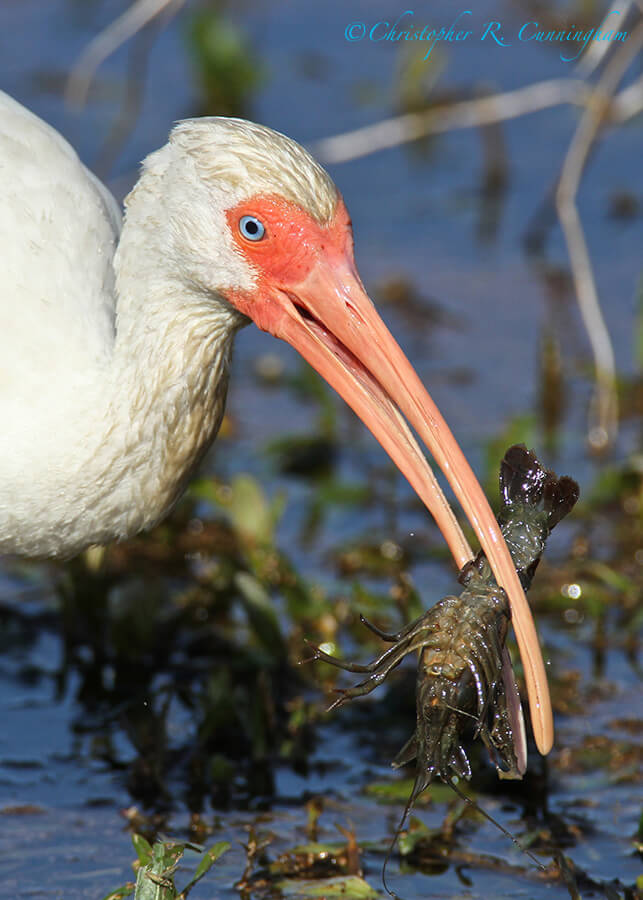 White Ibis with Crawfish, Pilant Lake, Brazos Bend Sstate Park, Texas