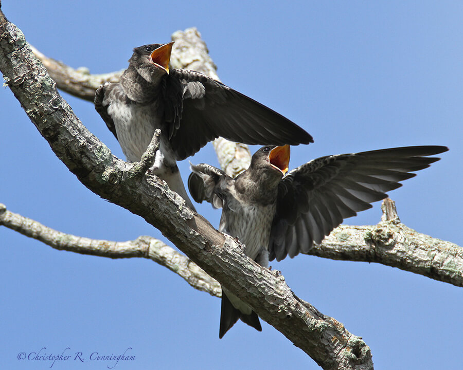 Baby Purple Martins, Estero Llano Grande State Park, Texas