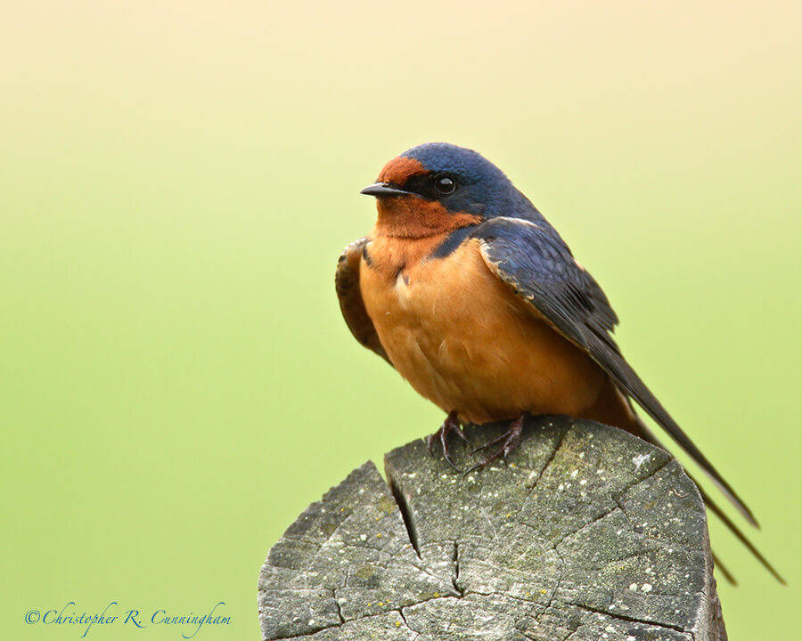 Barn Swallow, Beaver Meadows, Rocky Mountain National Park, Colorado