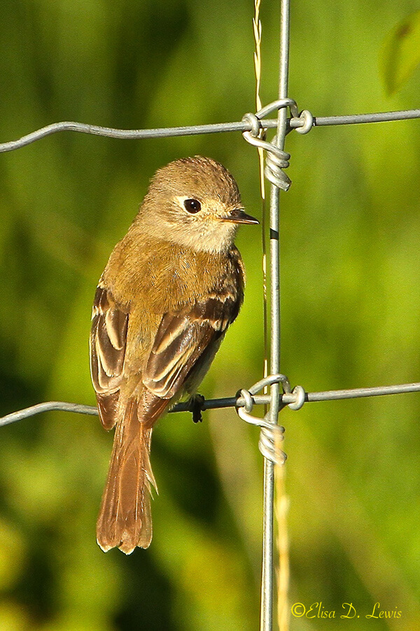 Cordilleran Flycatcher, Beaver Meadows, Rocky Mountain National Park, Colorado.