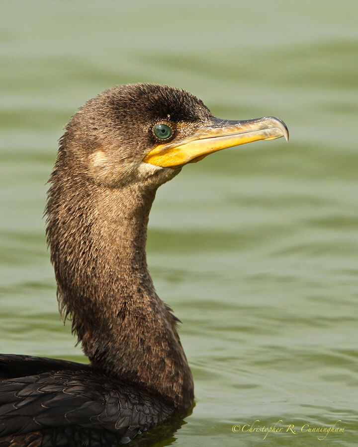 Cormorant Portrait, Leonabelle Turnbull Birding Center, Mustang Island, Texas