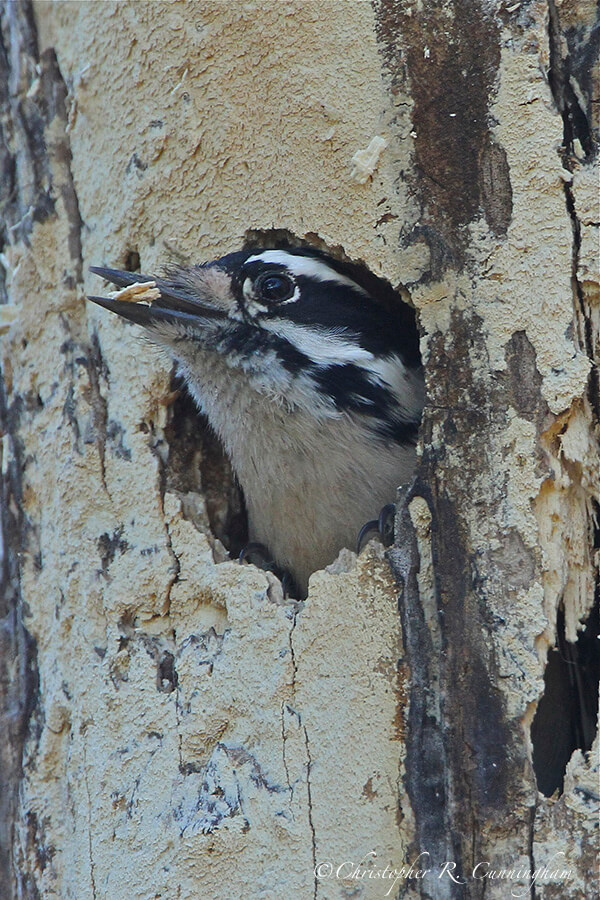 Downy Woodpecker Excavating Nest, Sabine Woods, Texas