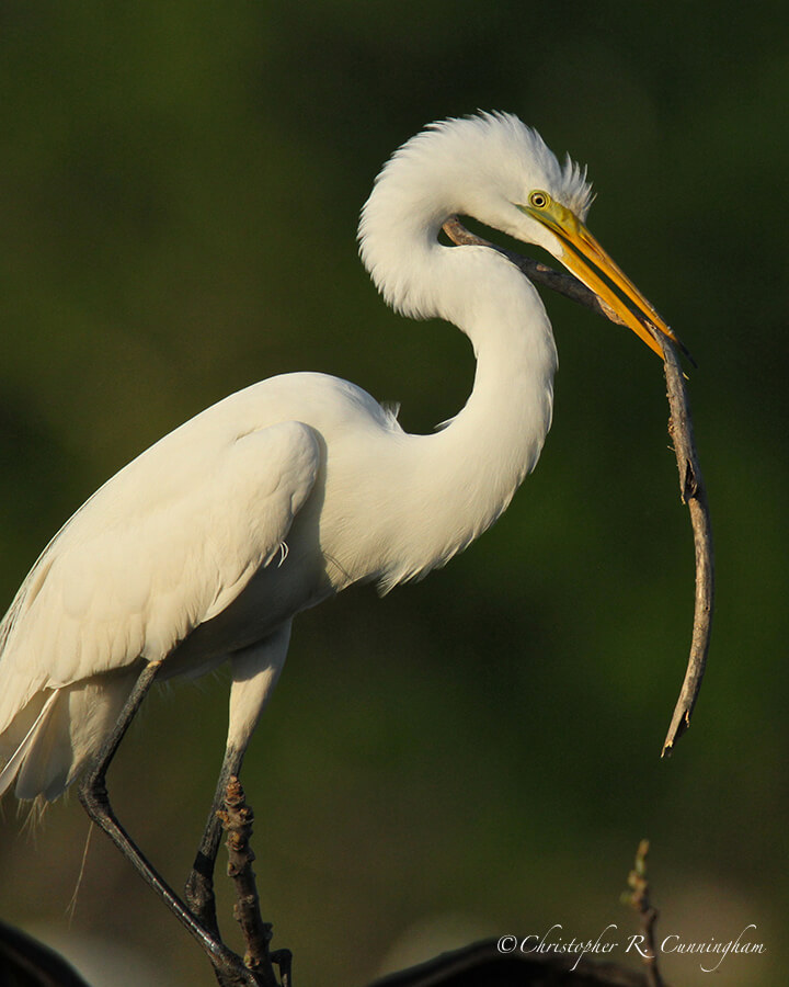 Great Egret with Nesting Material, Smith Oaks Rookery, High Island, Texas