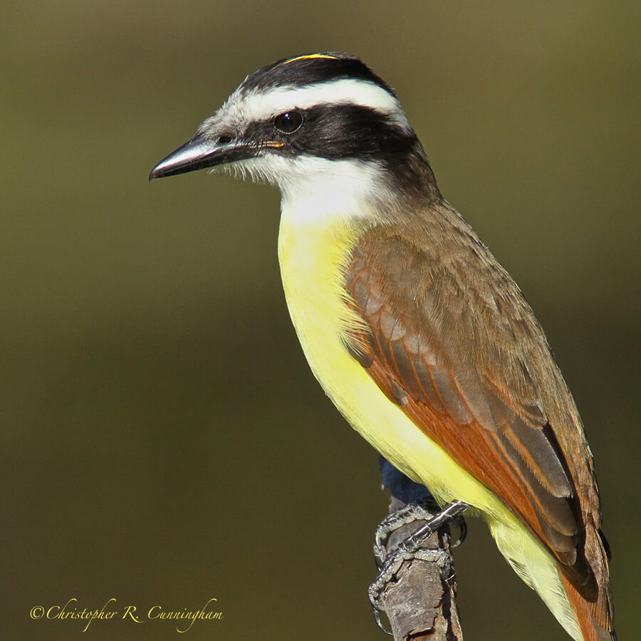 Great Kiskadee, Paradise Pond, Port Aransas, Mustang Island, Texas